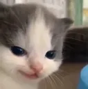 EvilHehe_HeheCat Discord Emoji