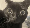 catstare