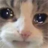 FeelsSadCat