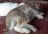 bun_dies