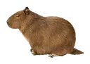 capybara