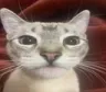 catstare Discord Emoji
