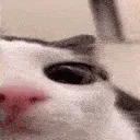 plink2 plink2