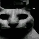 catdespair catdespair