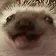 hedgiehog