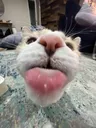 wagoogus