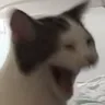 OatmealLaugh