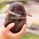 otterball otterball