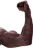 muscle_R
