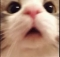Huh Discord emoji