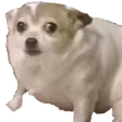 dogshook