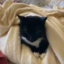 BurritoCat Discord Emoji