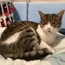 andycatto Discord Emoji