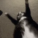 Jigglin