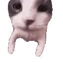 catKISS