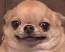 doggo doggo