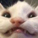 smeel