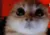 catangy catangy