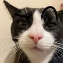 no_kittens Discord Emoji