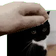spkipet