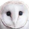 Owl1 Owl1