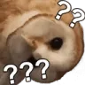 OwlConfused2