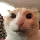 huhcat