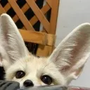 fennec_stare