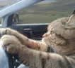catomw