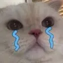 catcry