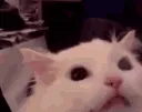 ReeCat