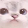 catstare catstare
