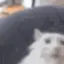 pog