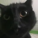 catwot