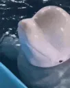 SMACK