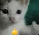 thumbsupcat