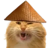 angrycat_up angrycat_up