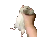 ratshake