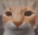 seriouslyfunnycat