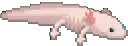 Axolotl