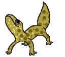 gecko_groove
