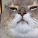 smug_catto smug_catto