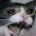 saddo_catto3