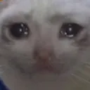 saddo_catto2