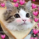 love_catto