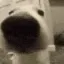 SNIFFA SNIFFA