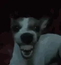 laugh laugh