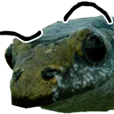 narrow_eyebrowed_toad