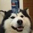 fdoggo_pepsi
