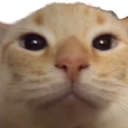 kittysus Discord emoji